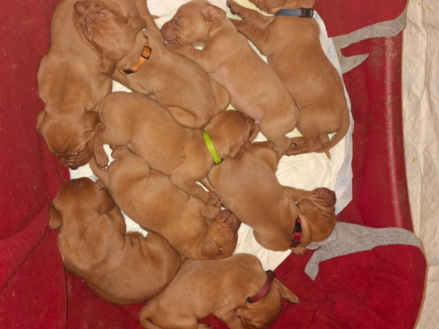 Adorable puppies 6