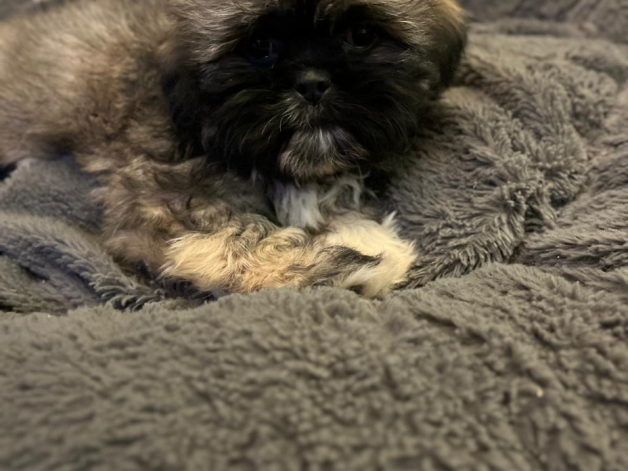 Amazing family pets 5