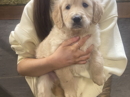 Male golden retriever puppy