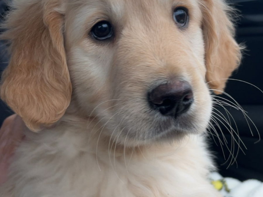 Male golden retriever puppy 3