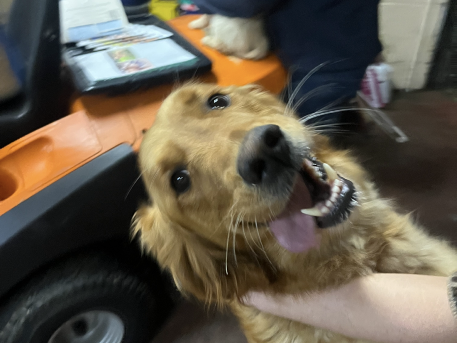 Male golden retriever puppy 4