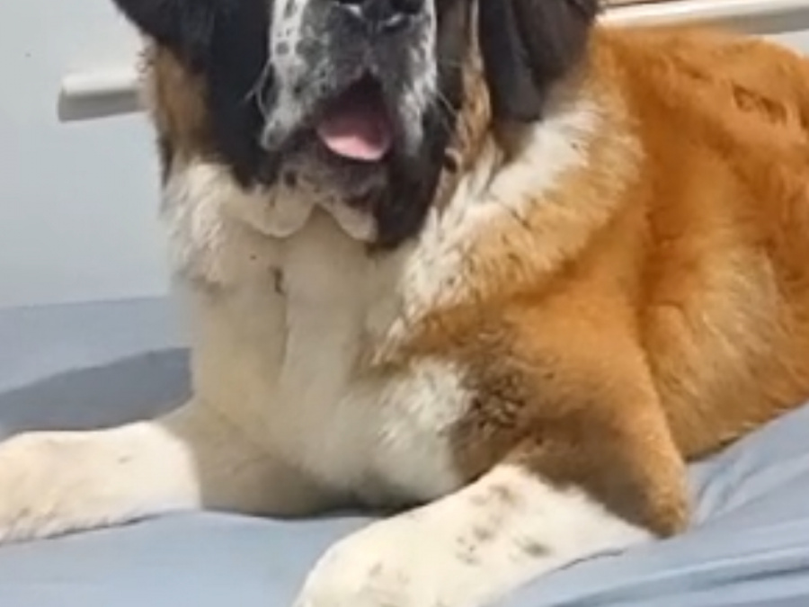 St Bernard 2