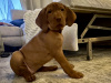 IKC Registered Hungarian Vizsla puppies – Exceptional Bloodlines 4
