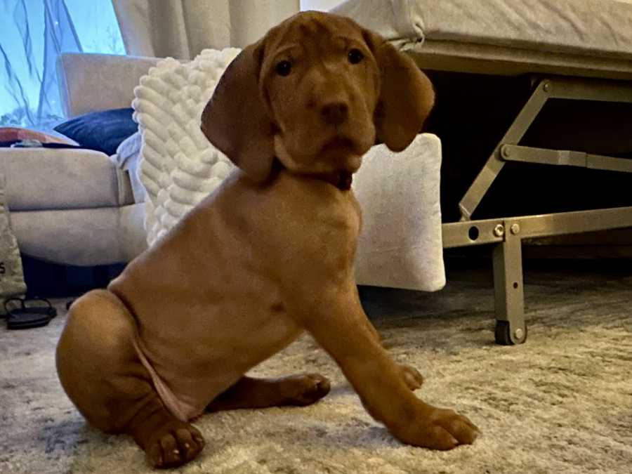 IKC Registered Hungarian Vizsla puppies – Exceptional Bloodlines 4