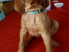 IKC Registered Hungarian Vizsla puppies – Exceptional Bloodlines 2