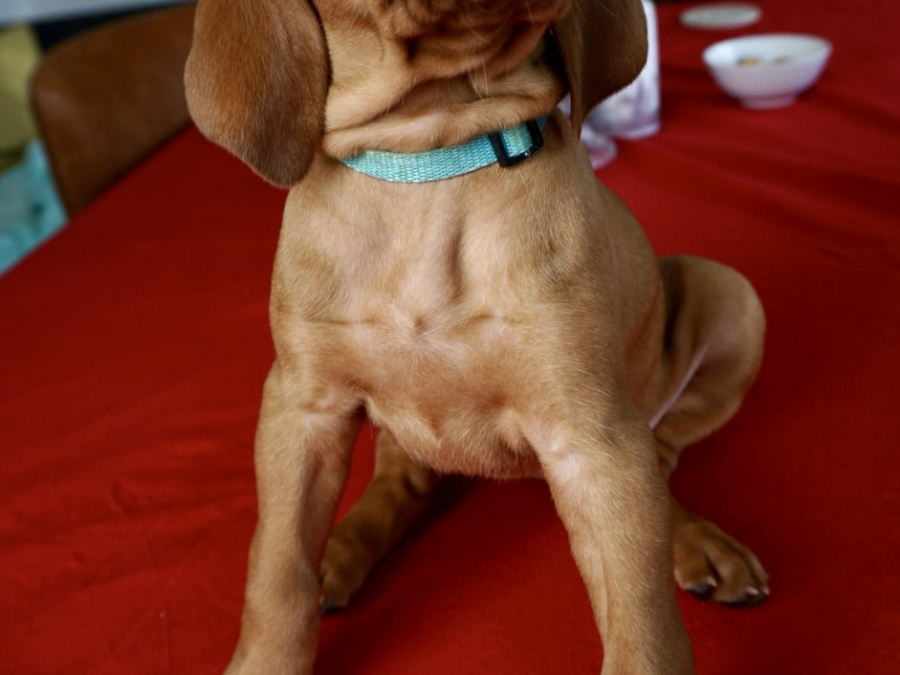 IKC Registered Hungarian Vizsla puppies – Exceptional Bloodlines 2