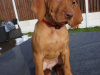 IKC Registered Hungarian Vizsla puppies – Exceptional Bloodlines 3