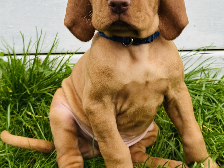 IKC Registered Hungarian Vizsla puppies – Exceptional Bloodlines 5