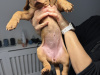 IKC Registered Hungarian Vizsla puppies – Exceptional Bloodlines 7