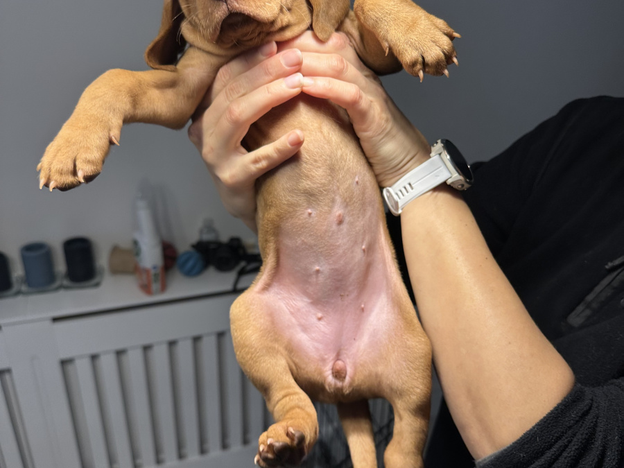 IKC Registered Hungarian Vizsla puppies – Exceptional Bloodlines 7