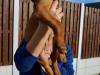 IKC Registered Hungarian Vizsla puppies – Exceptional Bloodlines 9