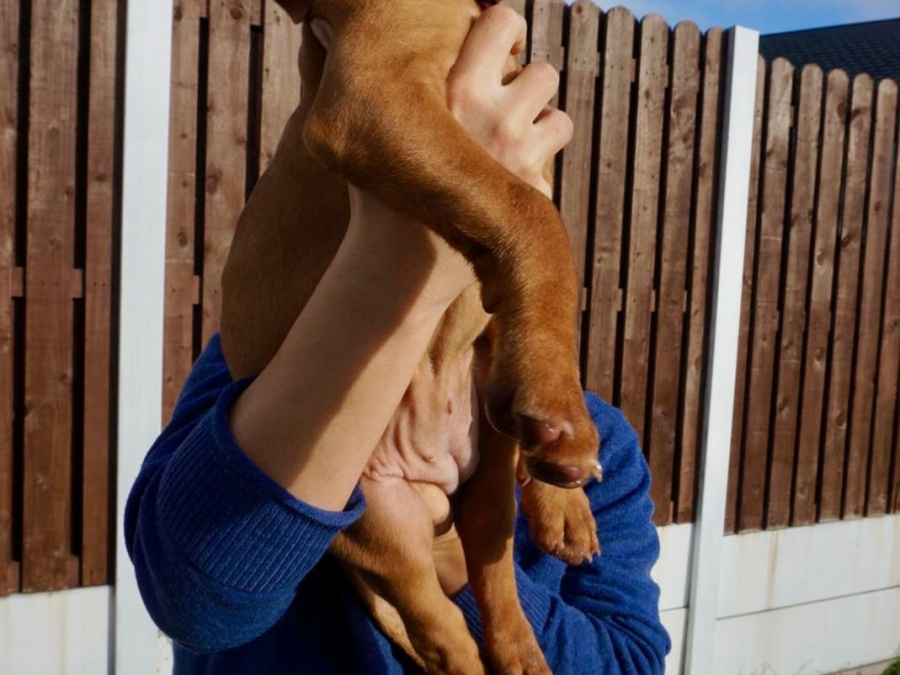 IKC Registered Hungarian Vizsla puppies – Exceptional Bloodlines 9