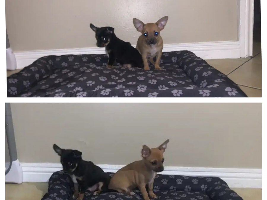 Chihuahua puppy   🐶 😍 1