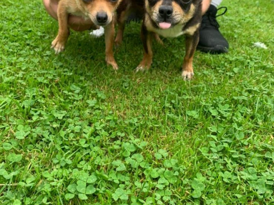 Chihuahua puppy   🐶 😍 3