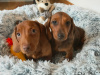 Beautiful miniature dachshund puppies 3