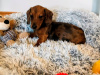 Beautiful miniature dachshund puppies 1