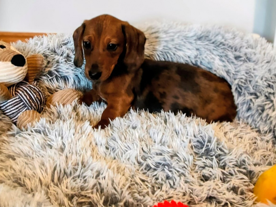 Beautiful miniature dachshund puppies 1
