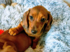 Beautiful miniature dachshund puppies 2