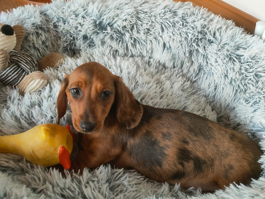Beautiful miniature dachshund puppies 5