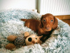 Beautiful miniature dachshund puppies 4