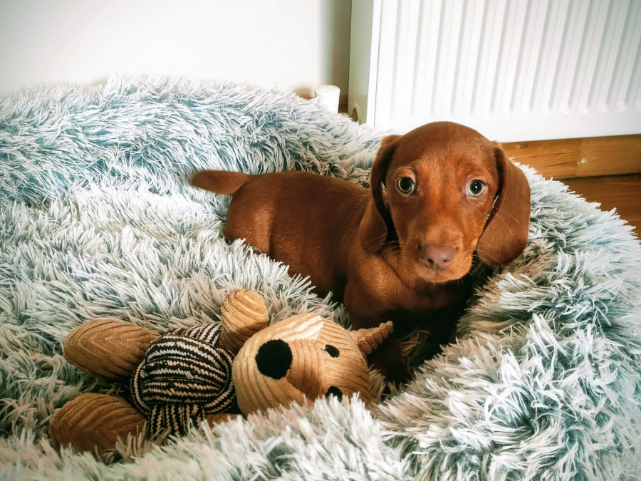 Beautiful miniature dachshund puppies 4