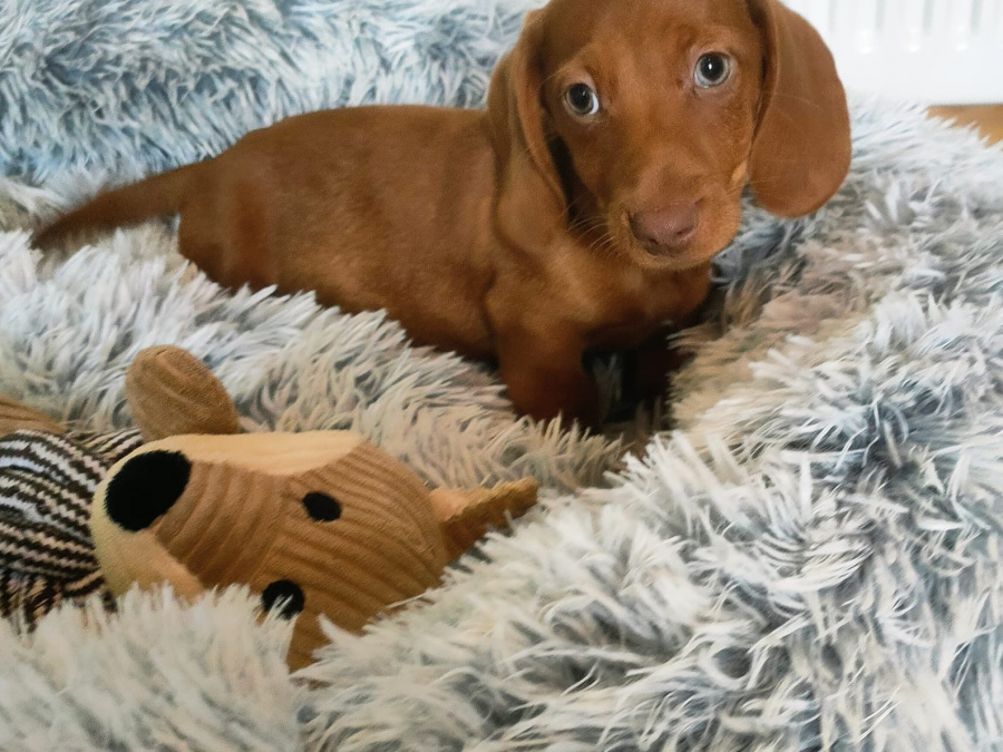 Beautiful miniature dachshund puppies 8