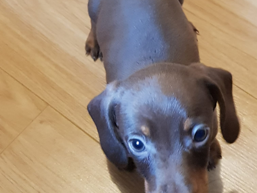 Beautiful miniature dachshund puppies 7