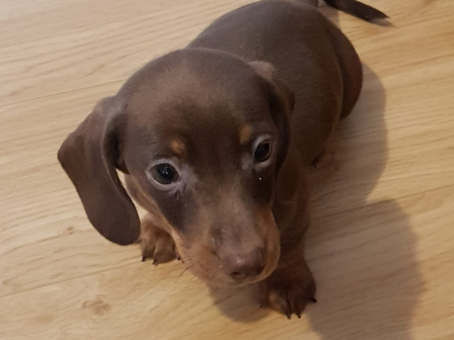 Beautiful miniature dachshund puppies 9