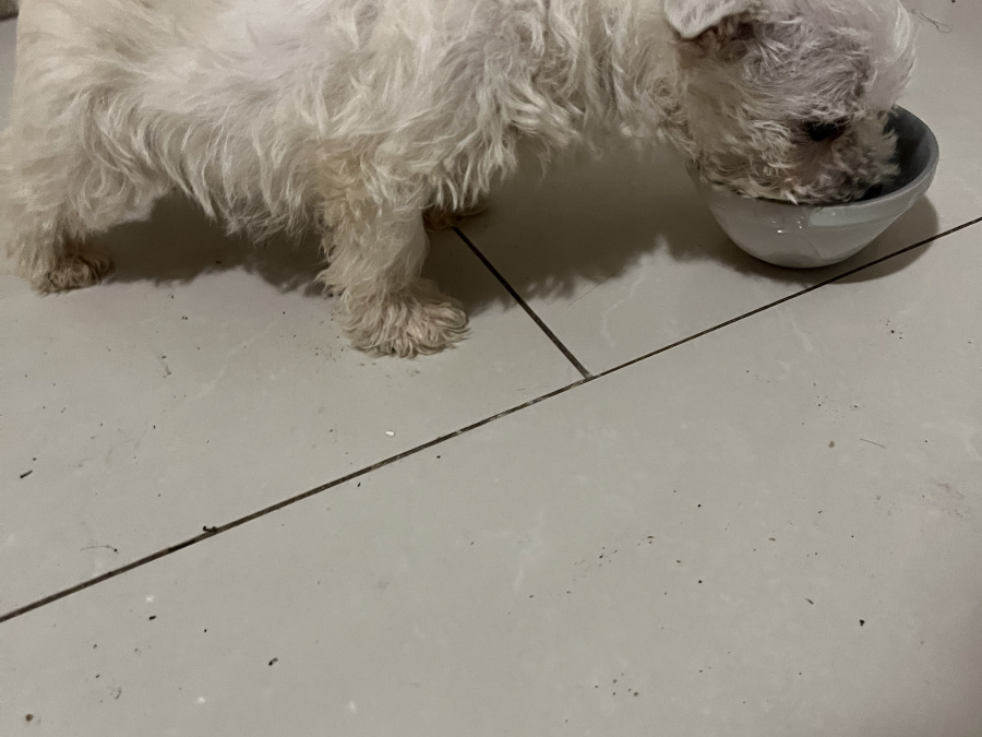 West Highland Terriers 4