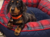 Beautiful miniature dachshund puppy 2