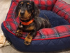 Beautiful miniature dachshund puppy 4