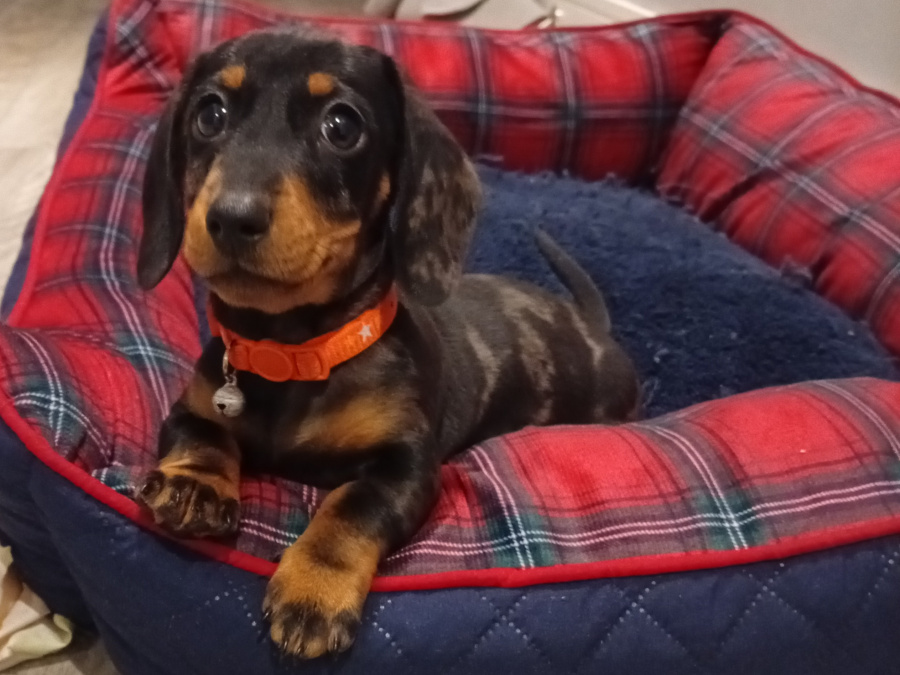 Beautiful miniature dachshund puppy 5