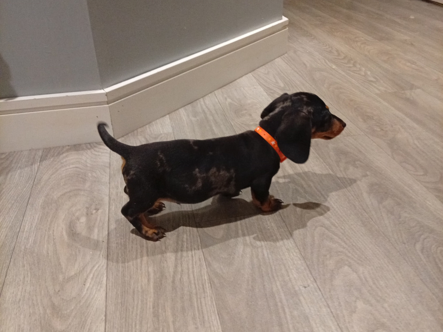 Beautiful miniature dachshund puppy 6