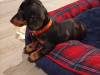 Beautiful miniature dachshund puppy 7