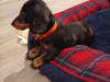 Beautiful miniature dachshund puppy 8
