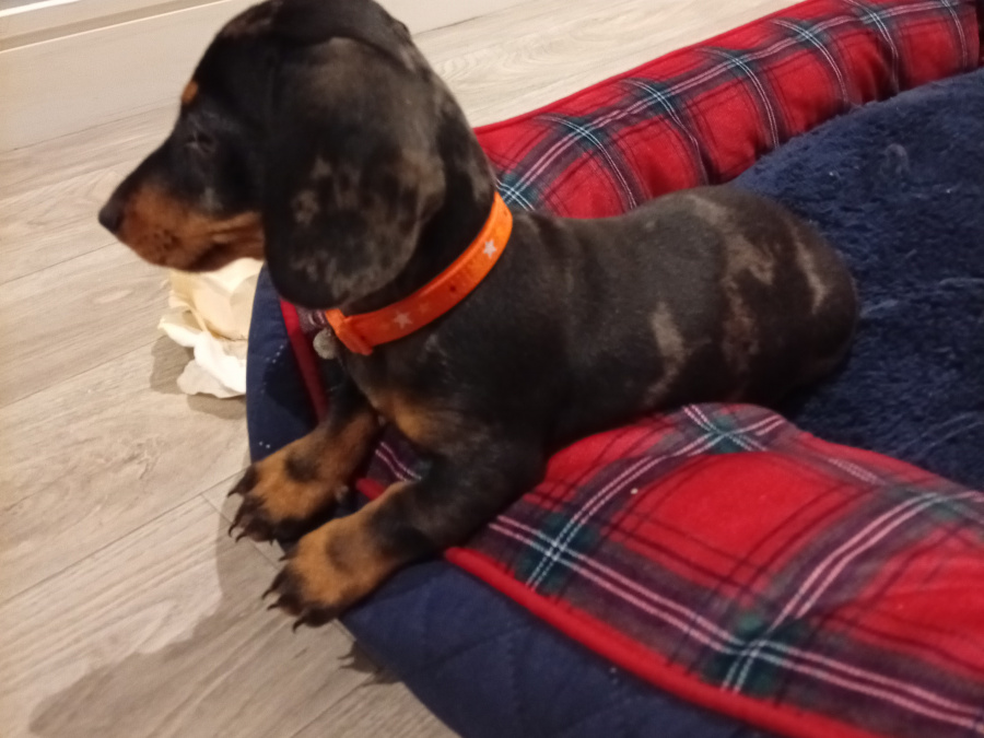 Beautiful miniature dachshund puppy 8