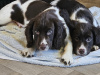 Beautiful English Cocker Spaniel  Puppies 4