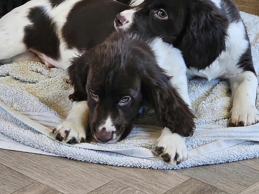 Beautiful English Cocker Spaniel  Puppies 6
