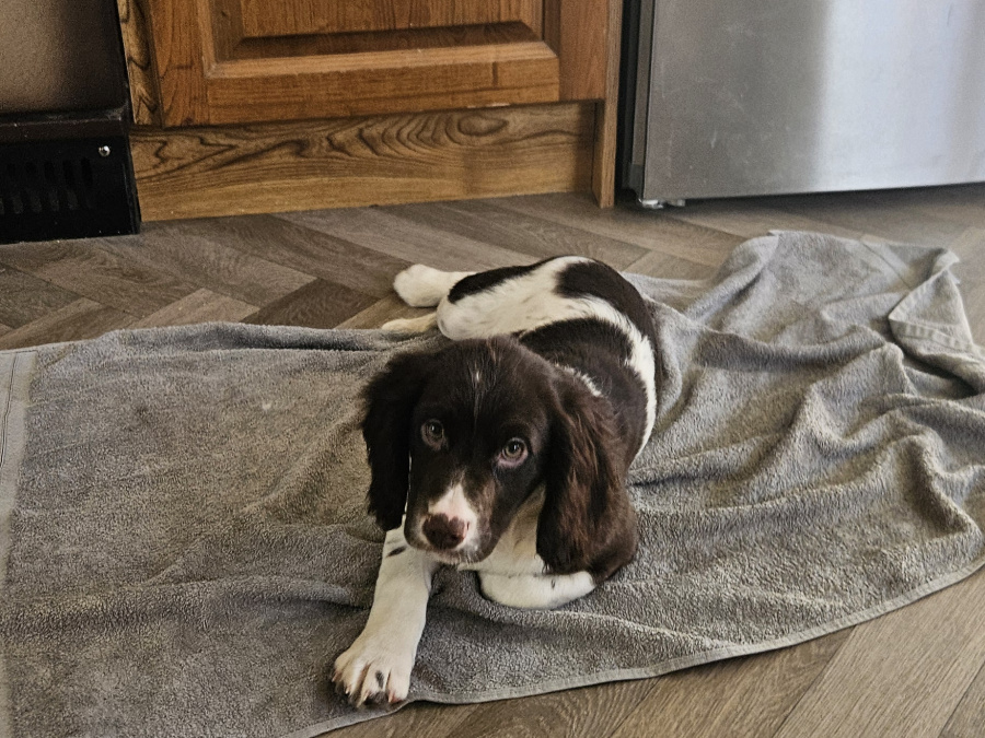 Beautiful English Cocker Spaniel  Puppies 7