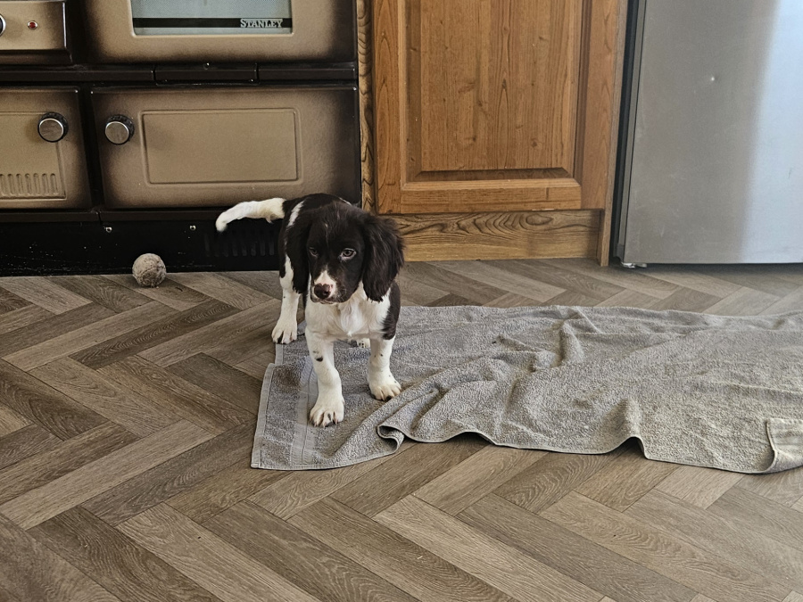 Beautiful English Cocker Spaniel  puppies 6