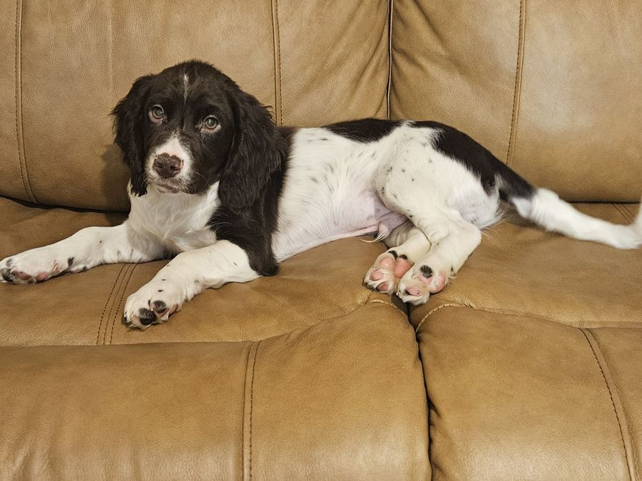 Beautiful English Cocker Spaniel  puppies 10
