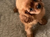 Male Ruby Cavalier King Charles puppy 2