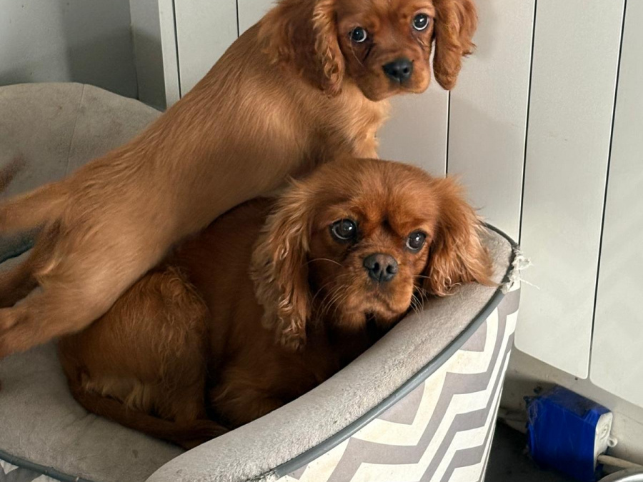 Male Ruby Cavalier King Charles puppy 4