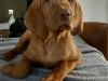 IKC Registered Hungarian Vizsla puppies – Exceptional Bloodlines 1