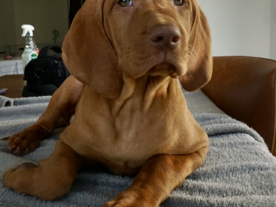 IKC Registered Hungarian Vizsla puppies – Exceptional Bloodlines 1
