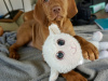 IKC Registered Hungarian Vizsla puppies – Exceptional Bloodlines 2