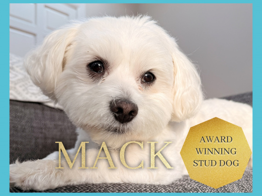 Mack The Maltese Stud
