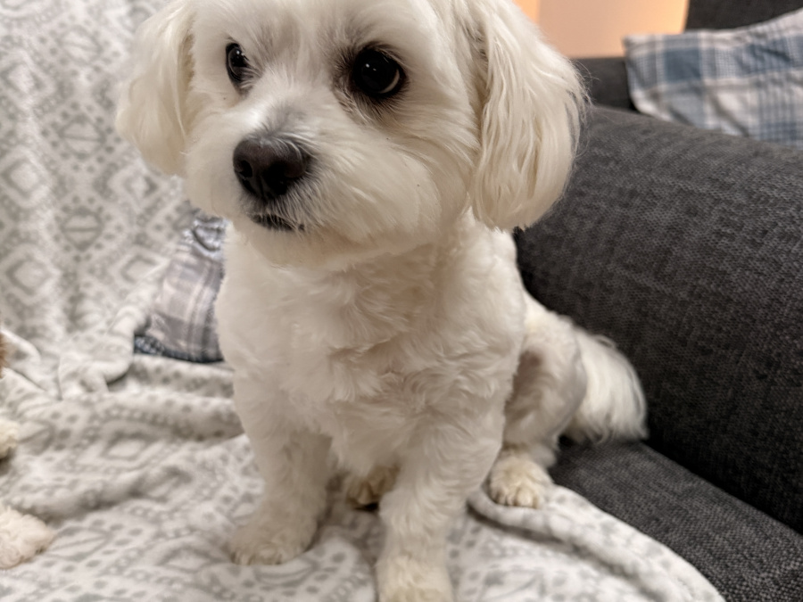 Mack The Maltese Stud 2