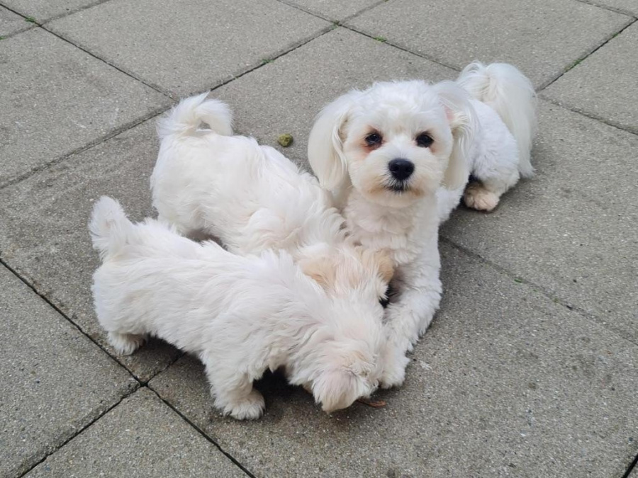 Mack The Maltese Stud 7