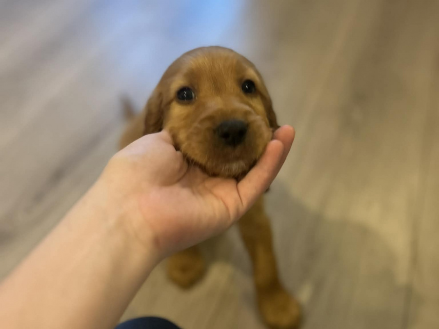 Golden Cocker Spaniels 4